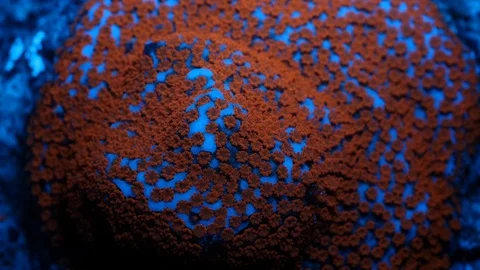 Coral Polyp Macro Timelapse HD Stock Footage 102689692