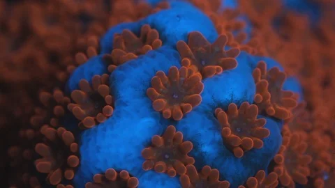 Coral Polyp Macro Timelapse HD Stock Footage 102689936