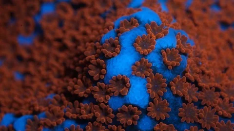 Coral Polyp Macro Timelapse HD Video stock 102690072