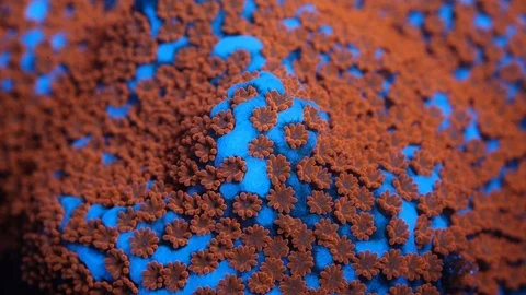Coral Polyp Macro Timelapse HD Stock Footage 102690143