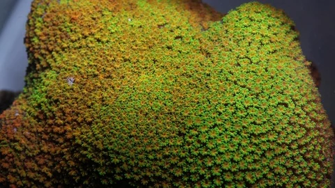 Coral Polyp Macro Timelapse HD Stock Footage 102694203