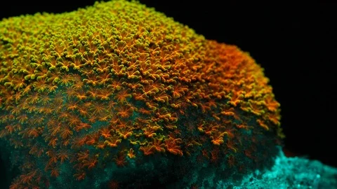 Coral Polyp  Macro Timelapse HD Stock Footage 102695169