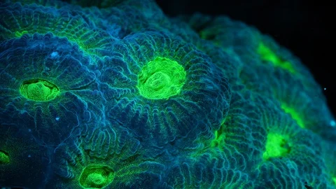Coral Polyp Macro Timelapse HD Vidéo 102708502