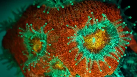Coral Polyp Macro Timelapse HD Vidéo 102716804