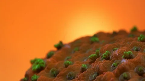 Coral Polyp Opening Dolly Macro Timelapse HD 動画素材 102693466