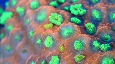 Coral Polyp Opening Dolly Macro Timelapse HD 動画素材 102693765