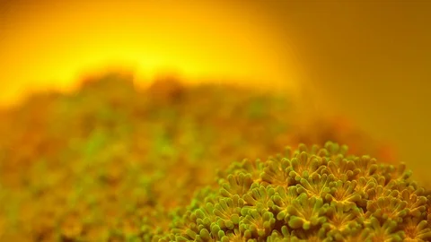 Coral Polyp Opening Dolly Macro Timelapse HD 動画素材 102695456