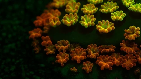 Coral Polyp Opening Macro Dolly Timelapse HD Vidéo 102696631