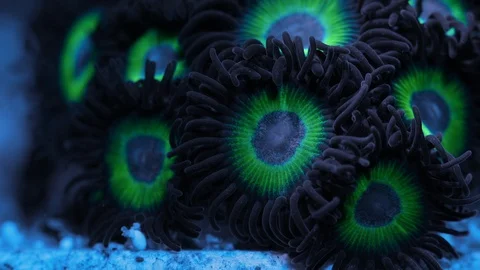 Coral Polyp Opening Macro Timelapse HD Stock Footage 102670752
