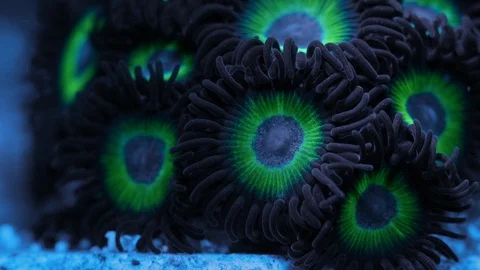 Coral Polyp Opening Macro Timelapse HD Stock Footage 102671796