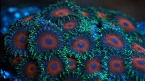 Coral Polyp Opening Macro Timelapse HD Stock Footage 102677893