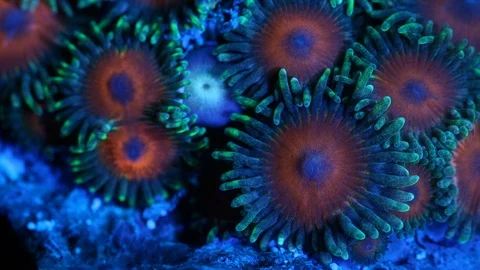 Coral Polyp Opening Macro Timelapse HD Stock Footage 102680149