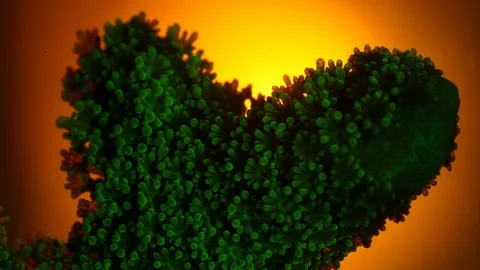 Coral Polyp Opening Macro Timelapse HD Stock Footage 102680656