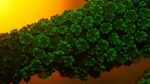 Coral Polyp Opening Macro Timelapse HD Stock Footage 102681093