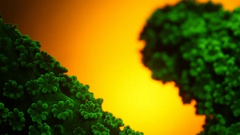 Coral Polyp Opening Macro Timelapse HD 動画素材 102681416