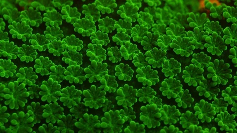 Coral Polyp Opening Macro Timelapse HD 動画素材 102681765