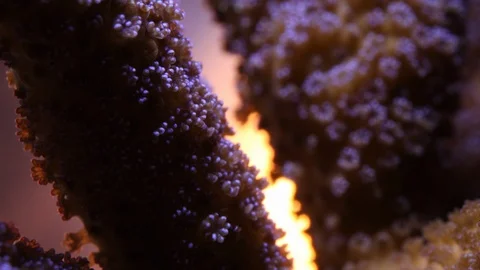 Coral Polyp Opening Macro Timelapse HD 動画素材 102682237