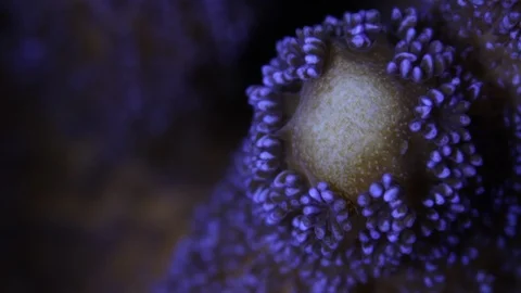 Coral Polyp Opening Macro Timelapse HD Vidéo 102682634