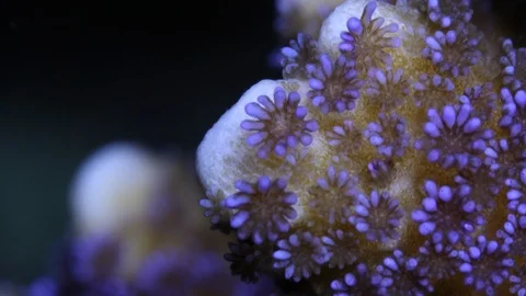 Coral Polyp Opening Macro Timelapse HD Stock Footage 102683475
