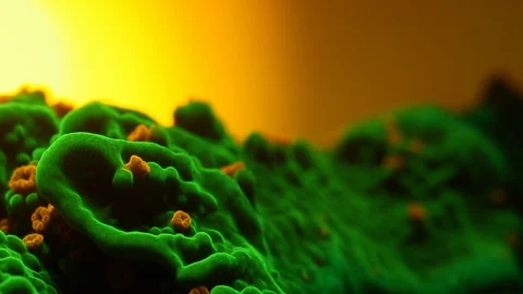 Coral Polyp Opening Macro Timelapse HD Stock Footage 102684685