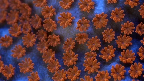 Coral Polyp Opening Macro Timelapse HD Vidéo 102690615