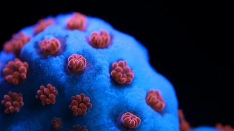 Coral Polyp Opening Macro Timelapse HD 動画素材 102690797