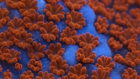 Coral Polyp Opening Macro Timelapse HD Stock Footage 102691064