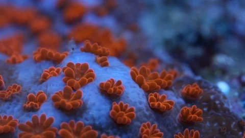Coral Polyp Opening Macro Timelapse HD Stock Footage 102691298