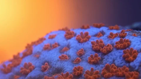 Coral Polyp Opening Macro Timelapse HD Stock Footage 102691471