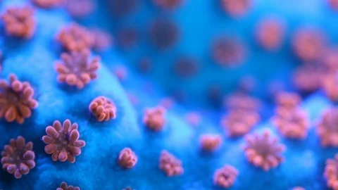 Coral Polyp Opening Macro Timelapse HD Stock Footage 102691758