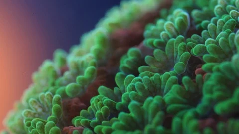 Coral Polyp Opening Macro Timelapse HD Stock Footage 102692160