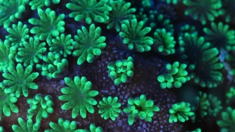 Coral Polyp Opening Macro Timelapse HD Stock Footage 102693979