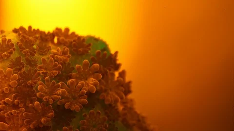 Coral Polyp Opening Macro Timelapse HD Stock Footage 102698566
