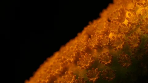 Coral Polyp Opening Macro Timelapse HD Stock Footage 102698776