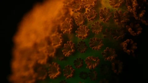 Coral Polyp Opening Macro Timelapse HD 動画素材 102699075