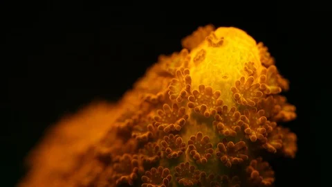 Coral Polyp Opening Macro Timelapse HD 動画素材 102699345