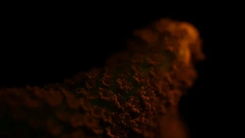 Coral Polyp Opening Macro Timelapse HD Stock Footage 102700180