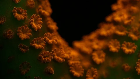 Coral Polyp Opening Macro Timelapse HD Vidéo 102701281