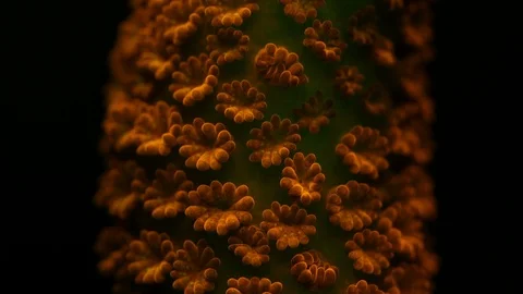 Coral Polyp Opening Macro Timelapse HD Stock Footage 102701646