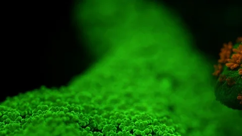 Coral Polyp Opening Macro Timelapse HD Stock Footage 102704721