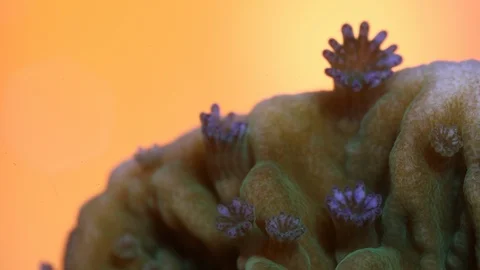 Coral Polyp Opening Macro Timelapse HD Stock Footage 102705361