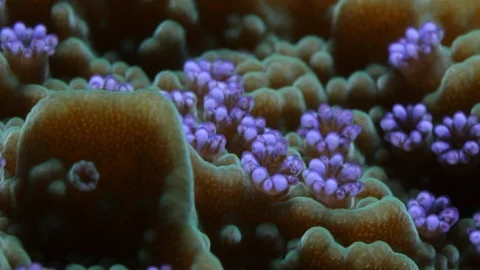 Coral Polyp Opening Macro Timelapse HD Vidéo 102705594