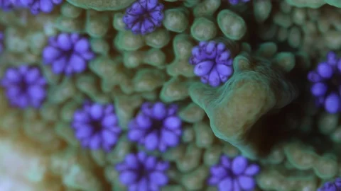 Coral Polyp Opening Macro Timelapse HD Stock Footage 102705939