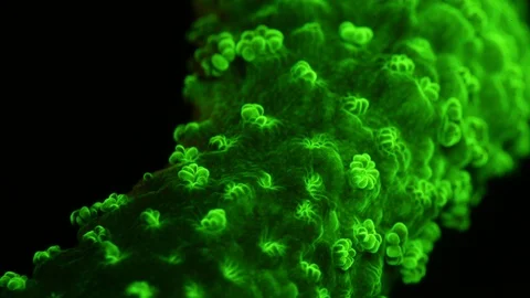 Coral Polyp Opening Macro Timelapse HD Stock Footage 102706520