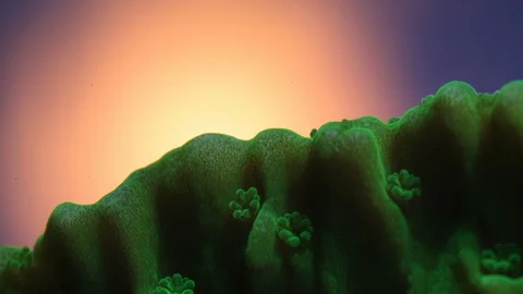 Coral Polyp Opening Macro Timelapse HD Stock Footage 102707727