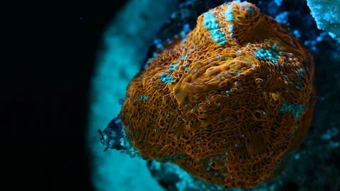 Coral Polyp Opening Macro Timelapse HD Vidéo 102711633