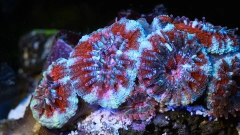 Coral Polyp Opening Macro Timelapse HD Vidéo 102721055