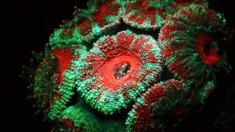 Coral Polyp Opening Macro Timelapse HD Vidéo 102727940
