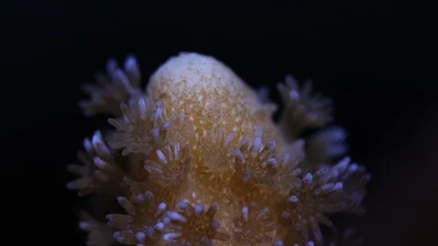 Coral Polyp Opening Macro Timelapse HD Stock Footage 102740486