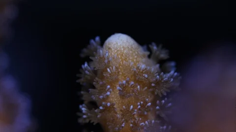 Coral Polyp Opening Macro Timelapse HD Vidéo 102740714